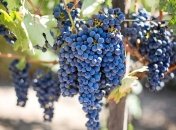 Як допомогти перезимувати винограду