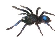 Ученые обнаружили новый вид тарантулов 