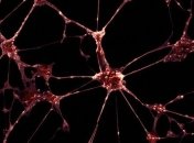 Сети из нейронов вживили в головной мозг