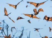 Детеныши летучих мышей учатся "говорить" с местным акцентом