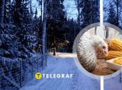 Чем нельзя кормить куриц в холод