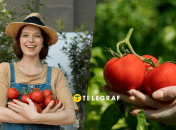 Догляд за помідорами влітку