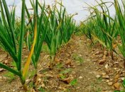 Желтеет чеснок на огороде - что делать