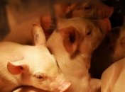 Крым опасается заноса возбудителя АЧС