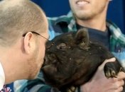 В США директор школы поцеловал свинью (Видео)