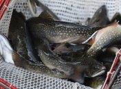 Рыба защитит артерии курильщиков