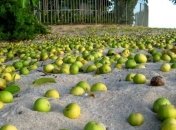 Найдено уникальное "дерево смерти" на Карибских островах