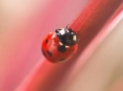 Интересные факты о божьих коровках