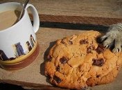 Пойманы с поличным: котики, которых застали врасплох