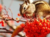 Чем полезна рябина?