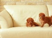 Все буде добре, 02.03.2015. Новое дизайнерское решение для старого дивана