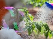 Как правильно поливать мылом грядки