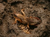 Медведка може знищити весь врожай