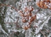 24 декабря. Приметы дня