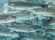 Глобальное потепление опустошит целые океаны