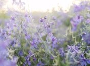 Елисей Гречкосей: народные приметы и запреты 27 июня