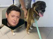 Борис Шефір та постраждалий собака