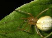 На что только не пойдешь ради науки: исследователи побрили лапки паукам (Видео)