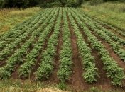 Состав защитит картофель от заболеваний