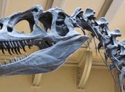 Во Франции нашли гигантскую кость динозавра