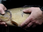 Рыба полезна для подростков