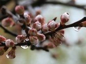 Прогноз погоды в Украине на 6 апреля: облачно, местами пройдут дожди