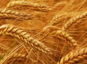 Этот злаковый продукт может быть опасен для здоровья 