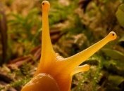 Ученые в США установили, что черви произошли от улиток