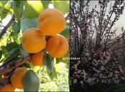 Киото - один из надежных сортов абрикосов