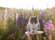 В мае следует ожидать сухую погоду