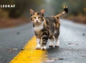 Кошки – это не только милые, но и мистические животные (изображение создано с помощью ИИ)