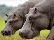Невообразимые истории о животных, которые смогли дать отпор браконьерам (Фото) 