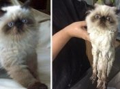 Смешные животные до и после принятия ванной, которые ненавидят это дело всей душой 