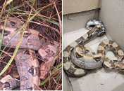 Пітона знайшли у лісі у Броварах