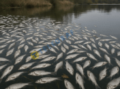 Мор рыбы, глазами ШИ