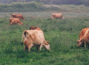 Для фермерів обіцяють полегшення праці