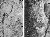 Ученые нашли одно из первых многоклеточных существ Земли