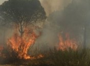 В Испании в результате лесных пожаров эвакуировали более 1000 человек