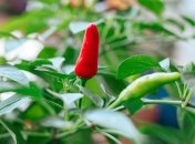 Хороший урожай перца начинается с правильной посадки рассады