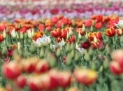 В Киеве состоится ежегодная выставка тюльпанов