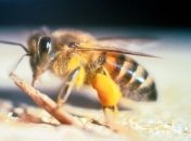 Ученые: Рак можно вылечить с помощью осиного яда