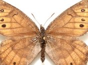 Ученые обнаружили новый вид бабочек 