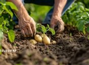 Картопля вимагаэ певних умов вирощування  (зображення створено за допомогою ШІ)