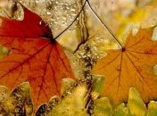 Прогноз погоды на 10 октября: в некоторых регионах будут дожди