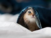 Целовать домашних животных опасно для здоровья