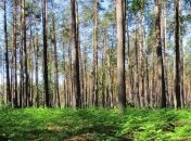 ГБР начало расследование массовых вырубок леса на Харьковщине