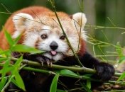 На грани исчезновения: ученые начали лучше следить за красными пандами