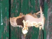 На Донетчине женщина получила ранение на собственном огороде