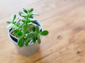 Денежное дерево еще называют толстянкой