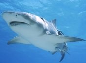 Белорусские чиновники рассказали об экспорте в Россию акул